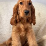 Lallita-female-English-Cocker-Spaniel-puppy-for-sale-2