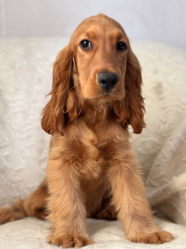 Lallita English Cocker Spaniel