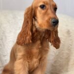 Lallita-female-English-Cocker-Spaniel-puppy-for-sale-3