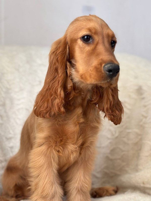 Lallita English Cocker Spaniel