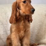 Lallita-female-English-Cocker-Spaniel-puppy-for-sale-4