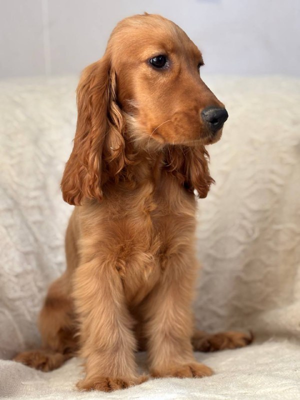 Lallita English Cocker Spaniel