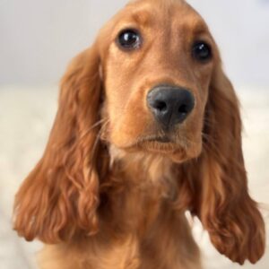 Lallita English Cocker Spaniel