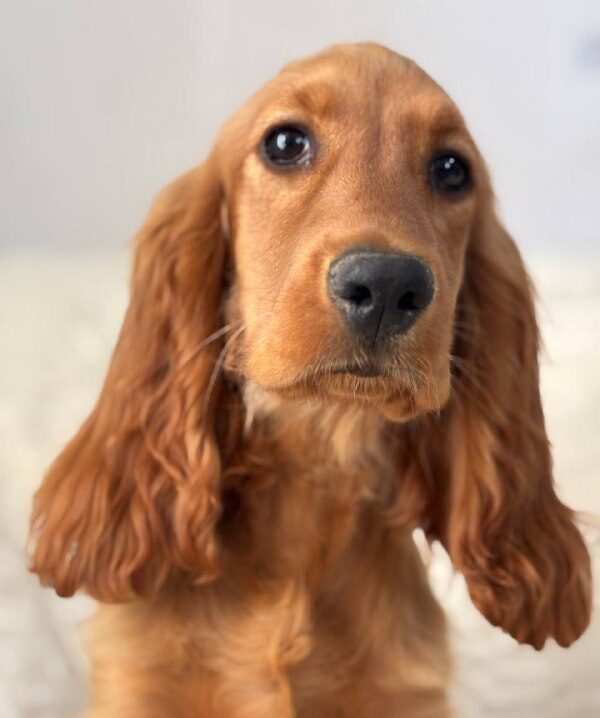 Lallita English Cocker Spaniel