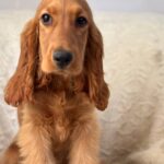 Lallita-female-English-Cocker-Spaniel-puppy-for-sale-6