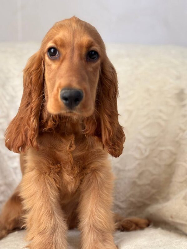 Lallita English Cocker Spaniel
