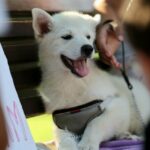Lars-male-Pomsky-puppy-for-sale-1