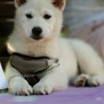 Lars-male-Pomsky-puppy-for-sale-2