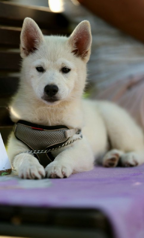 Lars Pomsky Lars Pomsky