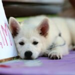 Lars-male-Pomsky-puppy-for-sale-3
