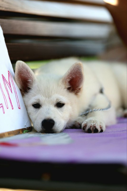 Lars Pomsky Lars Pomsky