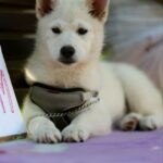 Lars-male-Pomsky-puppy-for-sale-4