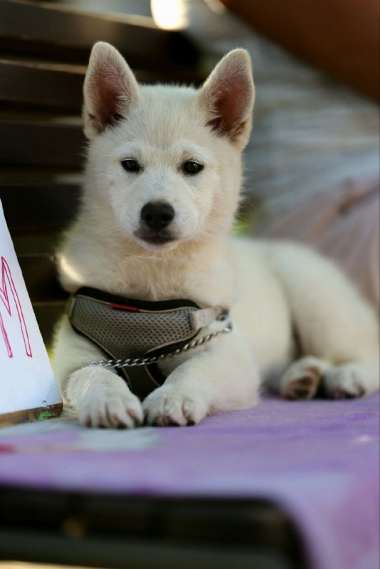 Lars Pomsky Lars Pomsky