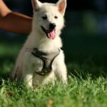 Lars-male-Pomsky-puppy-for-sale-5