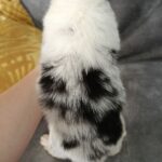 Leo-male-border-collie-puppy-for-sale-1 (1)