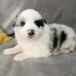 Leo-male-border-collie-puppy-for-sale-1 (2)