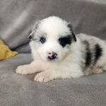 Leo-male-border-collie-puppy-for-sale-1 (3)