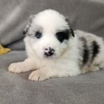 Leo-male-border-collie-puppy-for-sale-1 (4)