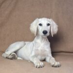 Lion-male-saluki-puppy-for-sale- (1)