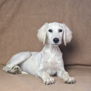 Lion Saluki Persian Hound