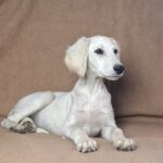 Lion-male-saluki-puppy-for-sale- (2)