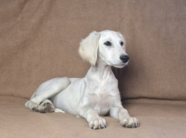 Lion Saluki Persian Hound Lion Saluki Persian Hound