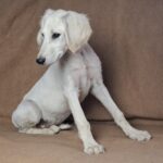 Lion-male-saluki-puppy-for-sale- (3)
