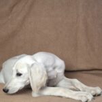 Lion-male-saluki-puppy-for-sale- (4)