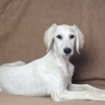 Lion-male-saluki-puppy-for-sale- (5)