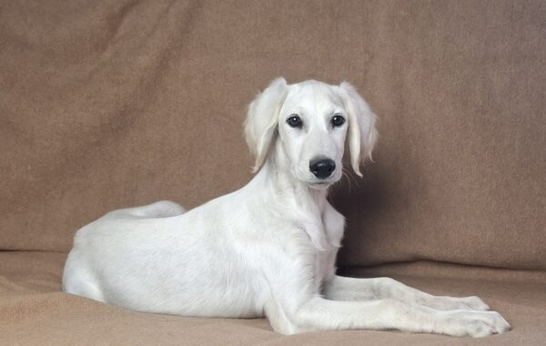 Lion Saluki Persian Hound Lion Saluki Persian Hound