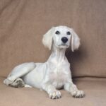 Lioness Saluki Persian Hound