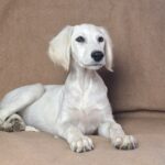 Lion-male-saluki-puppy-for-sale- (7)