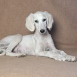 Lioness-female-saluki-puppy-for-sale- (1)