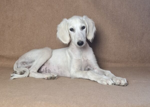Lioness Saluki Persian Hound