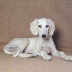 Lioness-female-saluki-puppy-for-sale- (2)