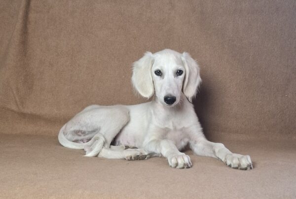 Lioness Saluki Persian Hound