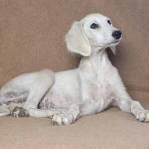 Lioness Saluki Persian Hound