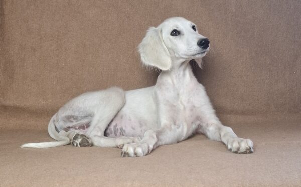 Lioness Saluki Persian Hound