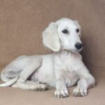 Lioness-female-saluki-puppy-for-sale- (4)