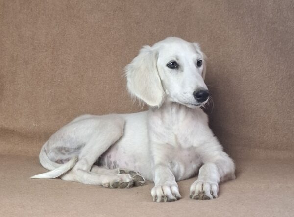 Lioness Saluki Persian Hound