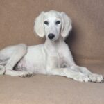 Mark Saluki Persian Hound