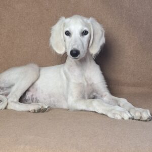 Lioness Saluki Persian Hound