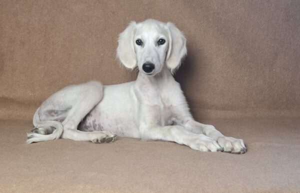 Lioness Saluki Persian Hound