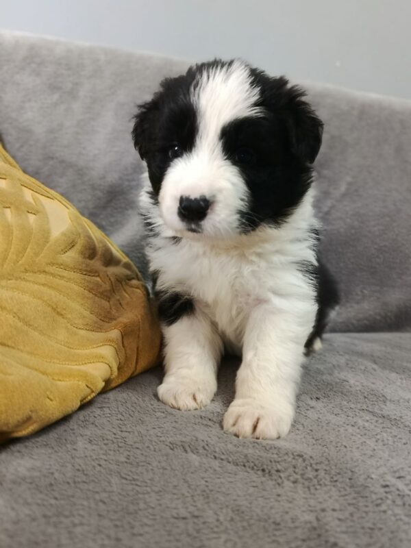 Lixie Border Collie Lixie Border Collie