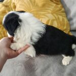 Lixie-female-border-collie-puppy-for-sale-1 (2)