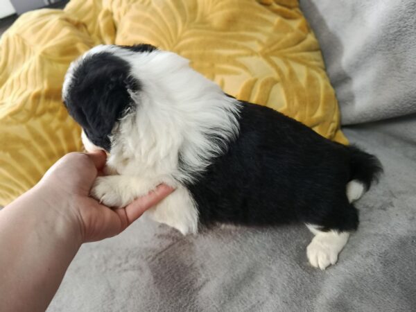 Lixie Border Collie Lixie Border Collie