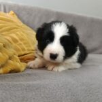 Lixie-female-border-collie-puppy-for-sale-1 (3)