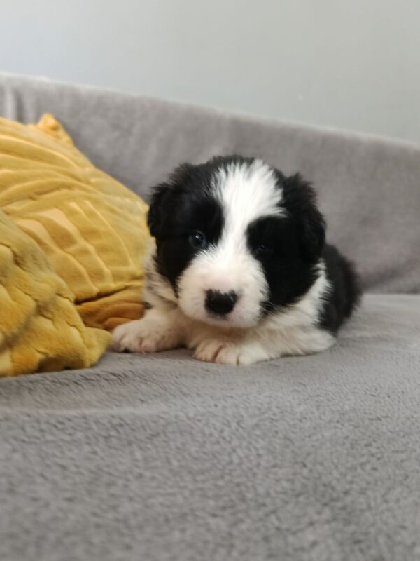 Lixie Border Collie Lixie Border Collie