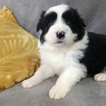 Loini-female-border-collie-puppy-for-sale-1 (1)