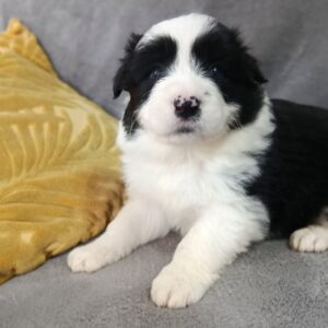 Loini Border Collie